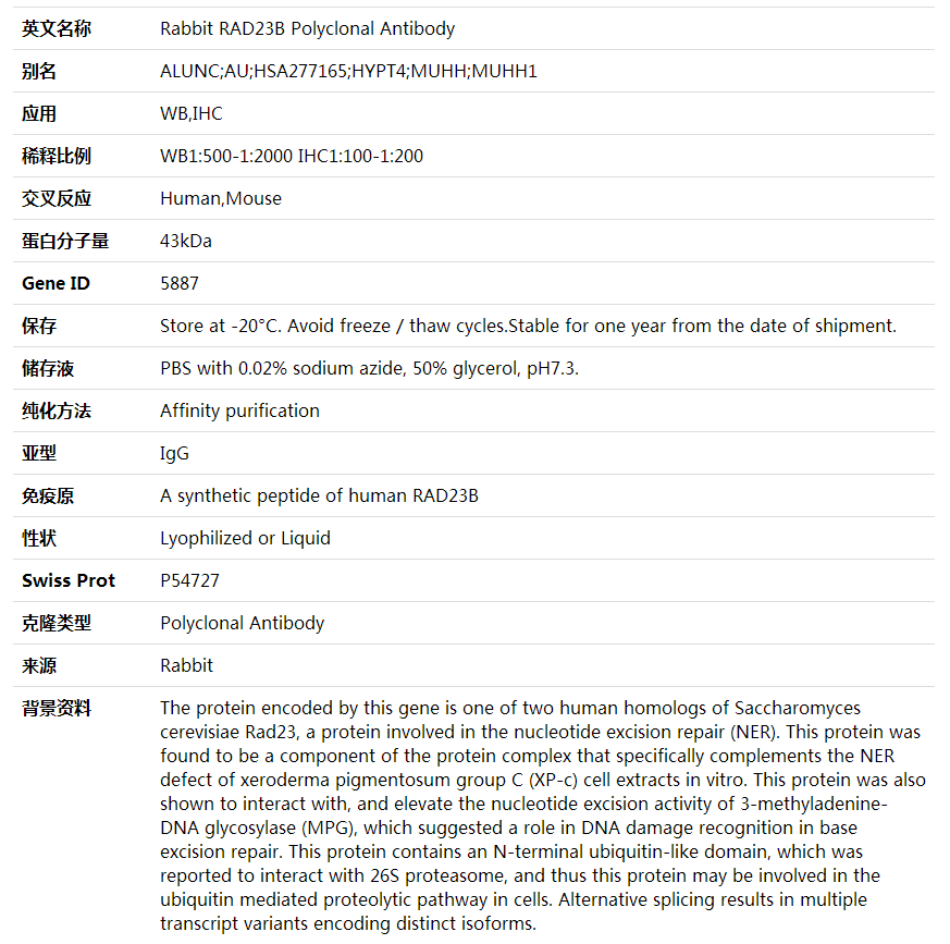 Anti-RAD23B Polyclonal Antibody,索莱宝,K001950P-100ul