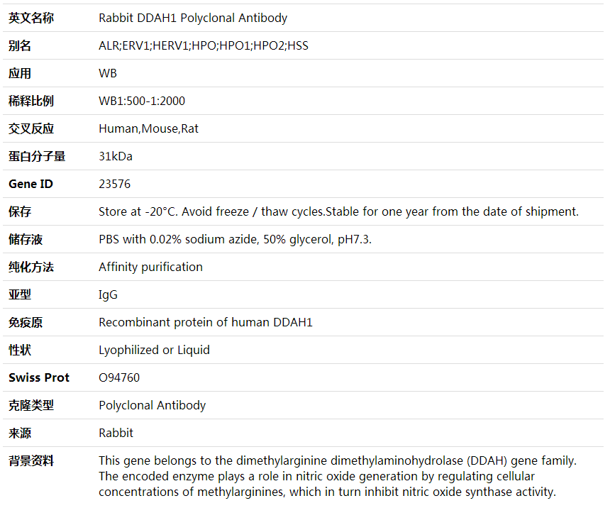 Anti-DDAH1 Polyclonal Antibody,索莱宝,K001928P-100ul