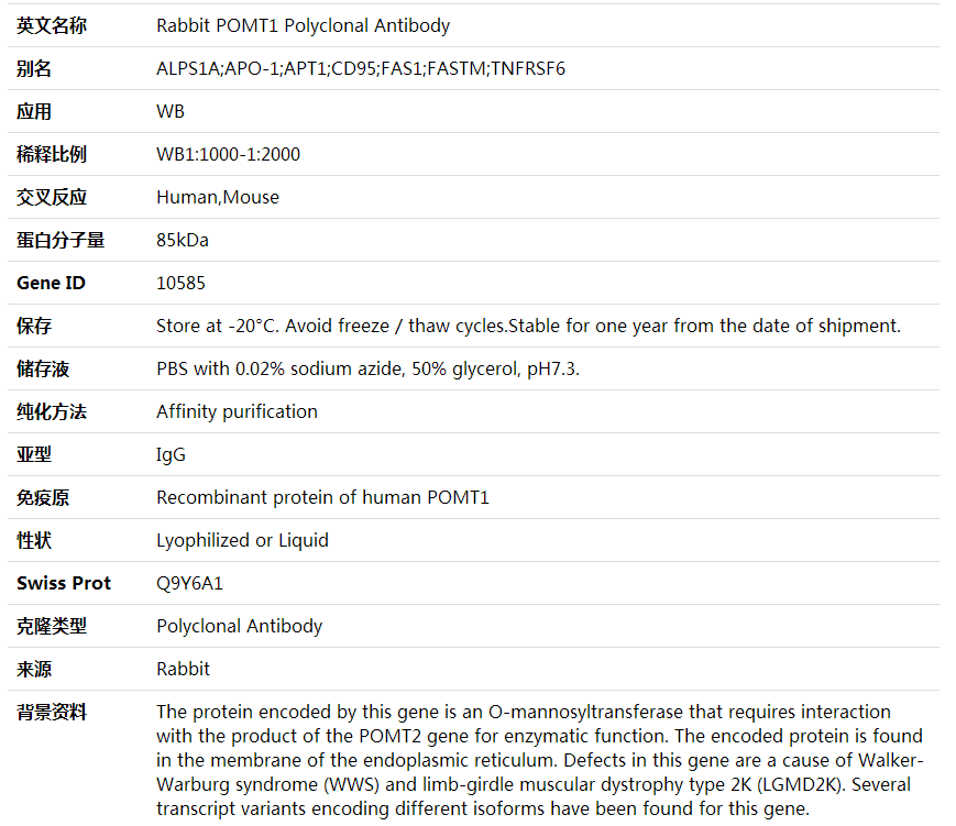 Anti-POMT1 Polyclonal Antibody,索莱宝,K001920P-100ul