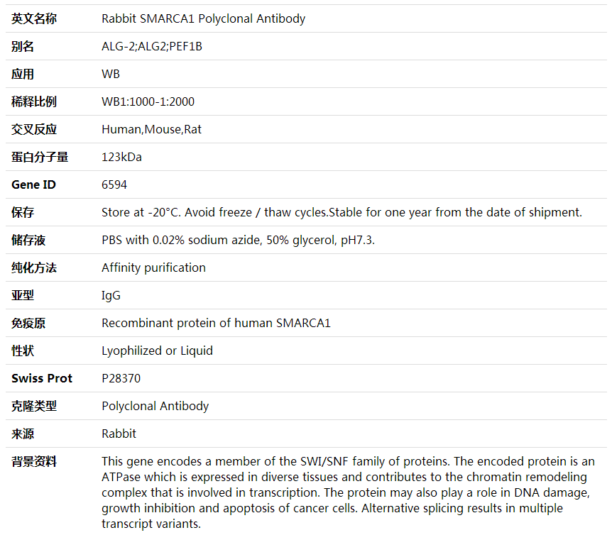 Anti-SMARCA1 Polyclonal Antibody,索莱宝,K001902P-50ul