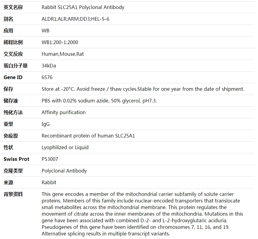 Anti-SLC25A1 Polyclonal Antibody,索莱宝,K001901P-30ul