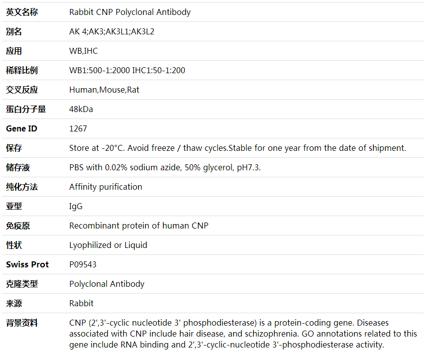 Anti-CNP Polyclonal Antibody,索莱宝,K001872P-100ul