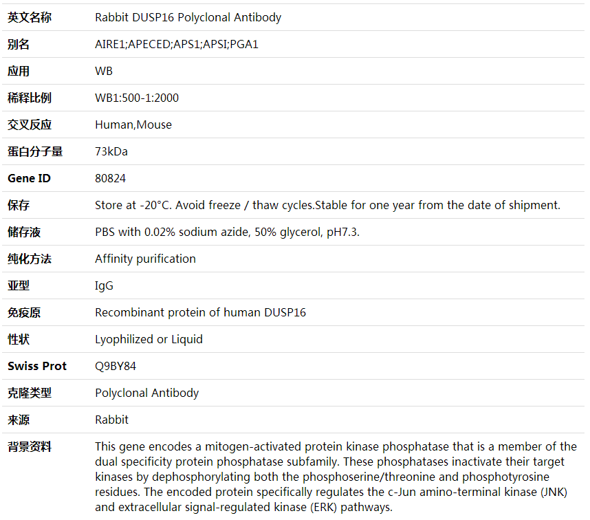 Anti-DUSP16 Polyclonal Antibody,索莱宝,K001866P-30ul