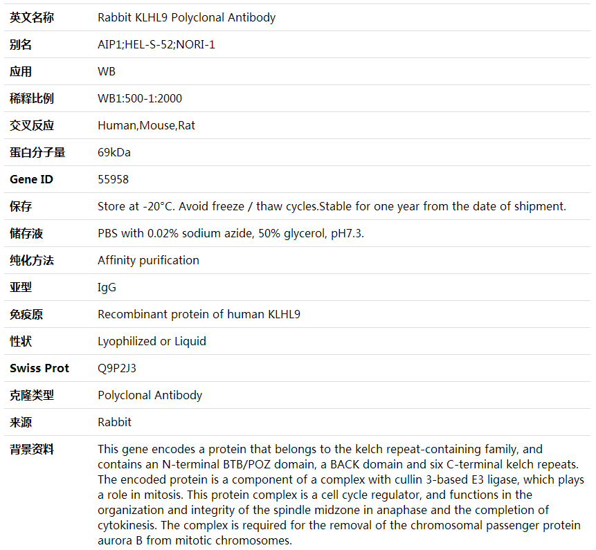 Anti-KLHL9 Polyclonal Antibody,索莱宝,K001863P-100ul