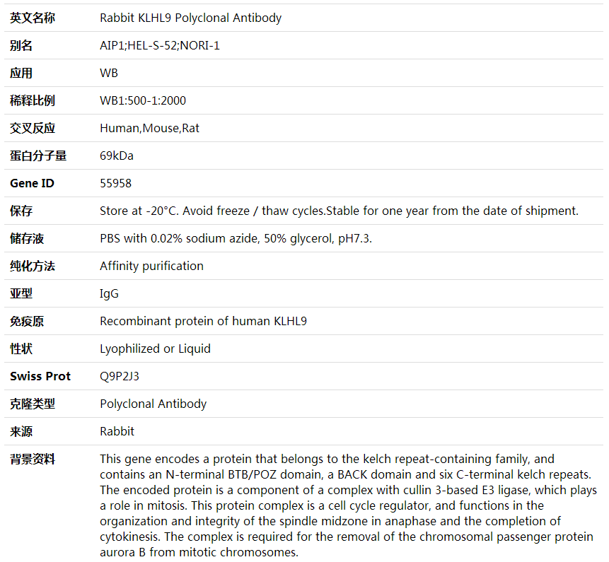 Anti-KLHL9 Polyclonal Antibody,索莱宝,K001863P-50ul