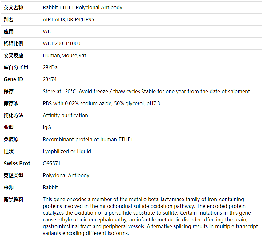 Anti-ETHE1 Polyclonal Antibody,索莱宝,K001861P-50ul