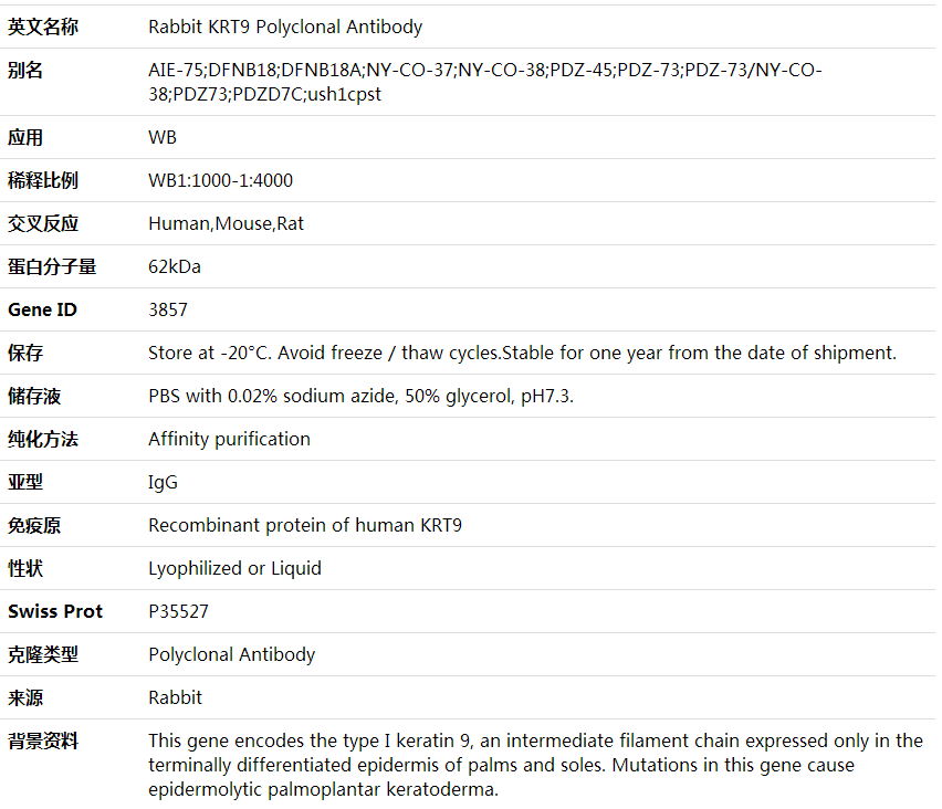 Anti-KRT9 Polyclonal Antibody,索莱宝,K001849P-100ul