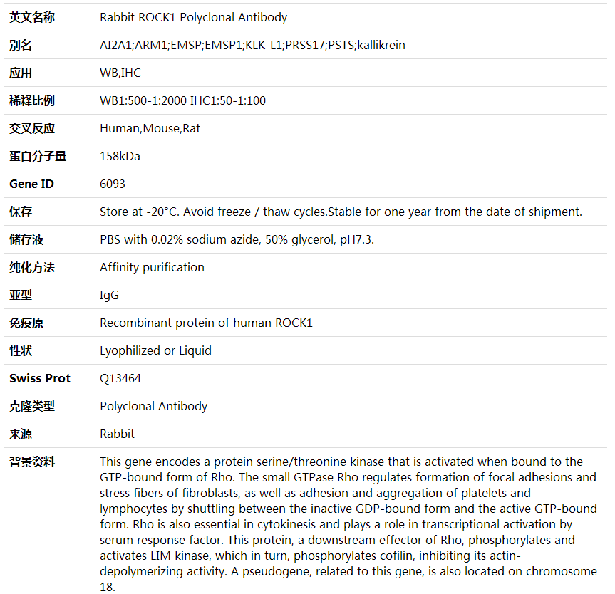 Anti-ROCK1 Polyclonal Antibody,索莱宝,K001838P-50ul