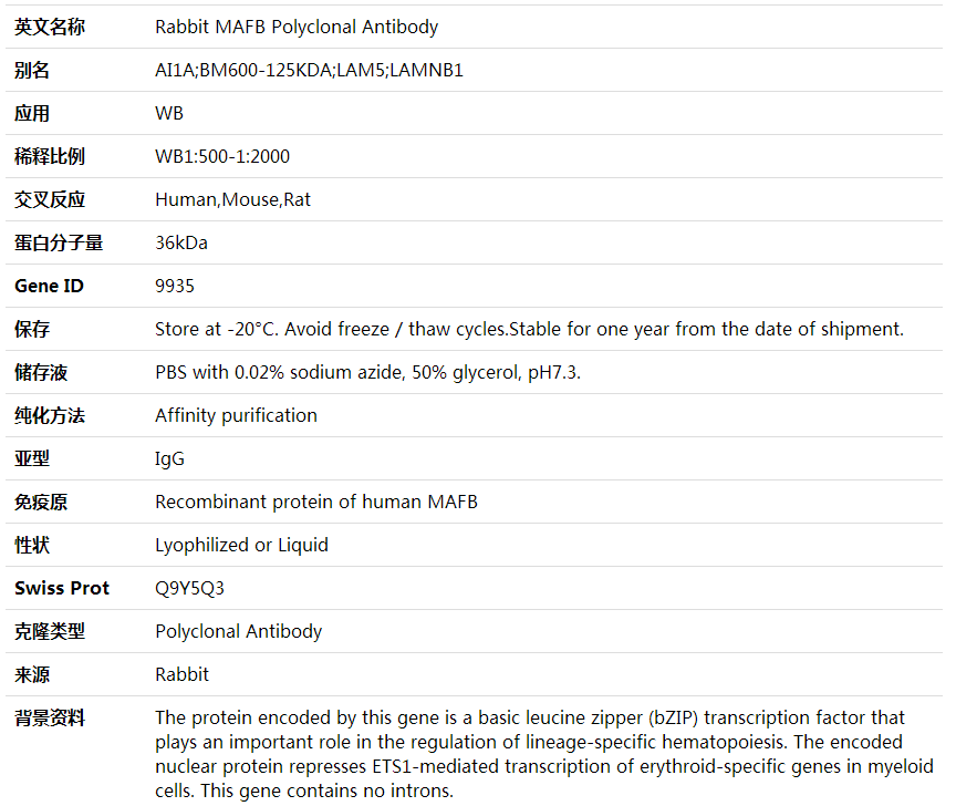 Anti-MAFB Polyclonal Antibody,索莱宝,K001836P-100ul