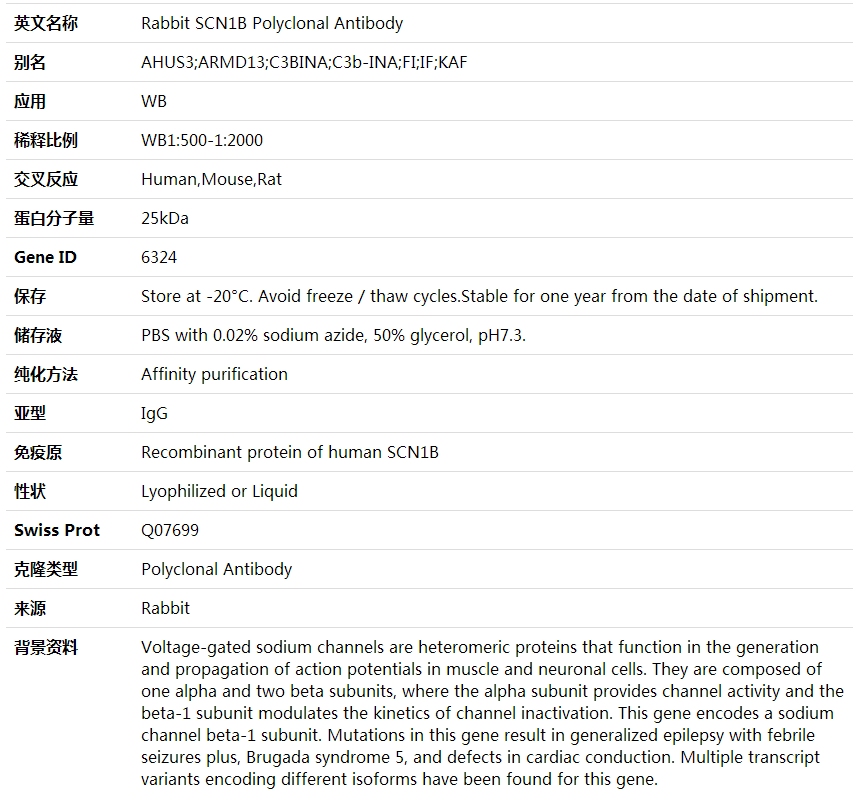 Anti-SCN1B Polyclonal Antibody,索莱宝,K001833P-100ul