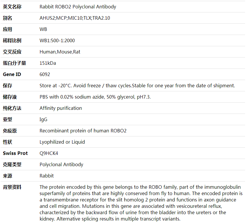 Anti-ROBO2 Polyclonal Antibody,索莱宝,K001832P-100ul