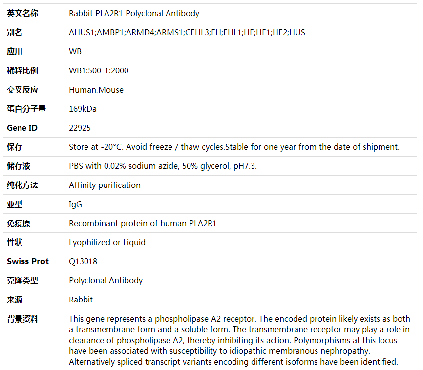 Anti-PLA2R1 Polyclonal Antibody,索莱宝,K001831P-100ul
