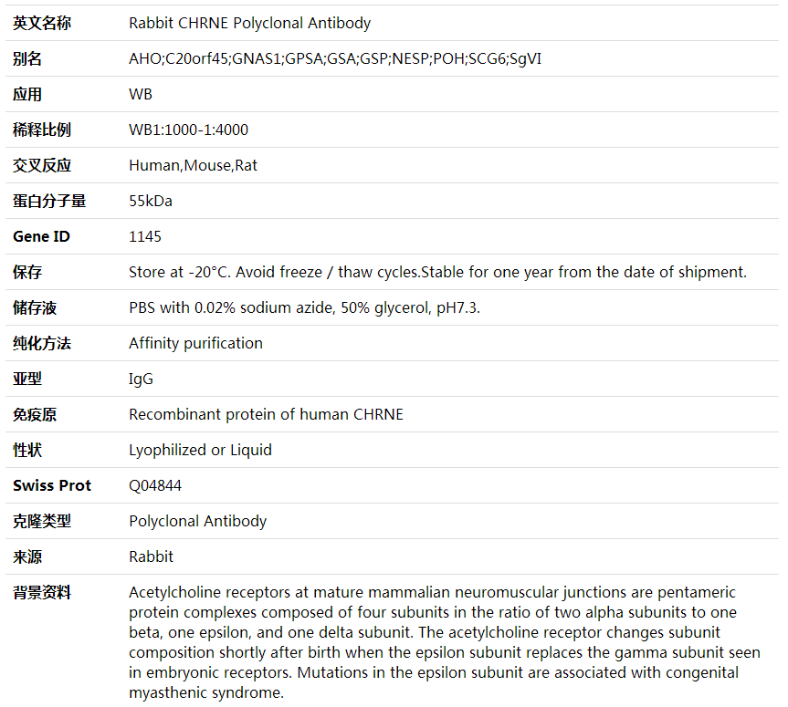 Anti-CHRNE Polyclonal Antibody,索莱宝,K001827P-50ul