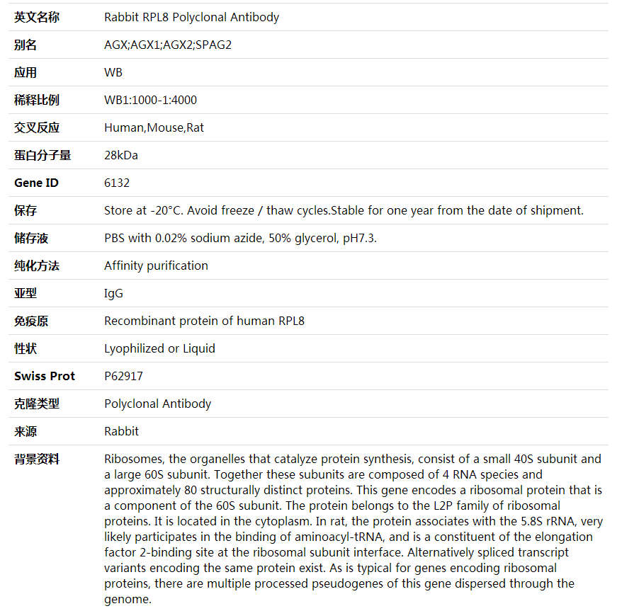 Anti-RPL8 Polyclonal Antibody,索莱宝,K001821P-50ul