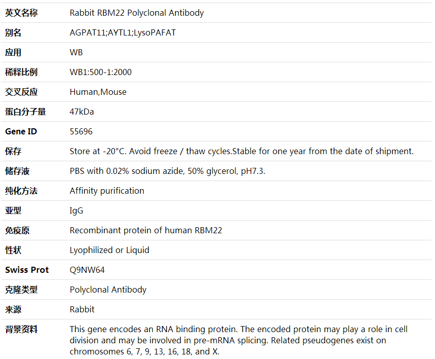 Anti-RBM22 Polyclonal Antibody,索莱宝,K001812P-100ul