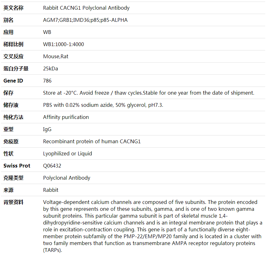 Anti-CACNG1 Polyclonal Antibody,索莱宝,K001804P-100ul