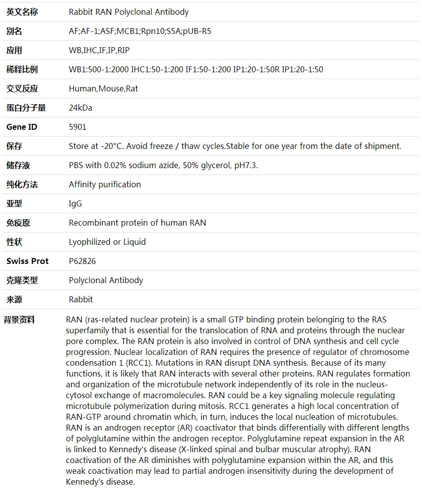 Anti-RAN Polyclonal Antibody,索莱宝,K001782P-100ul