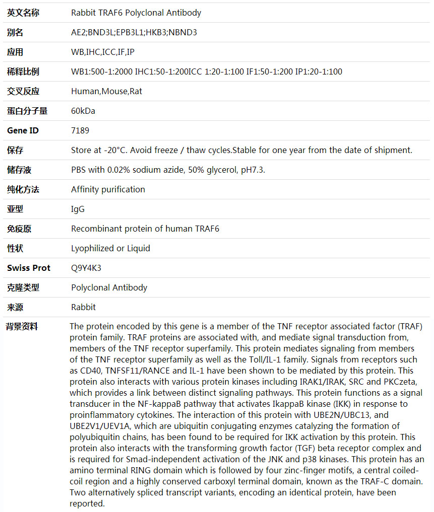 TRAF6 Antibody,索莱宝,K001779P-50ul