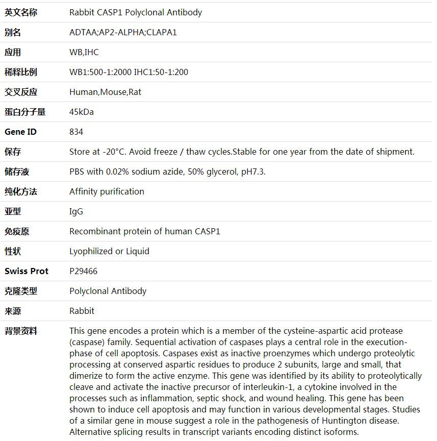 Anti-CASP1 Polyclonal Antibody,索莱宝,K001773P-30ul