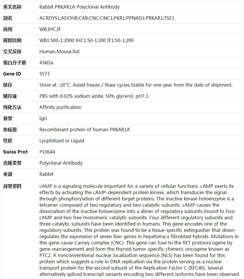 Anti-PRKAR1A Polyclonal Antibody,索莱宝,K001759P-50ul