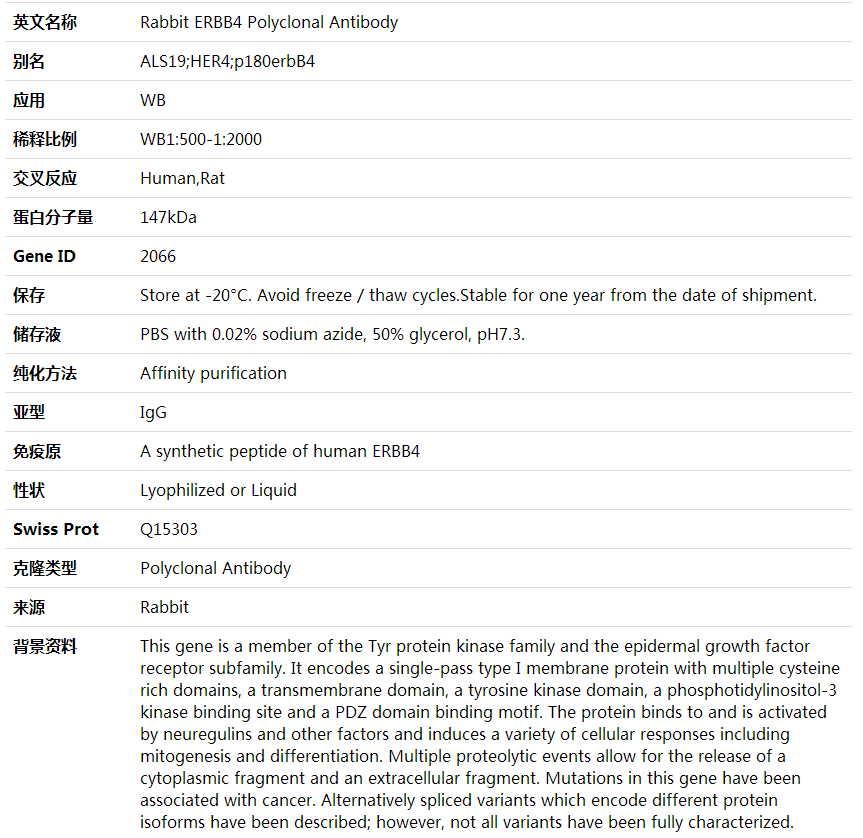 Anti-ERBB4 Polyclonal Antibody,索莱宝,K001747P-100ul