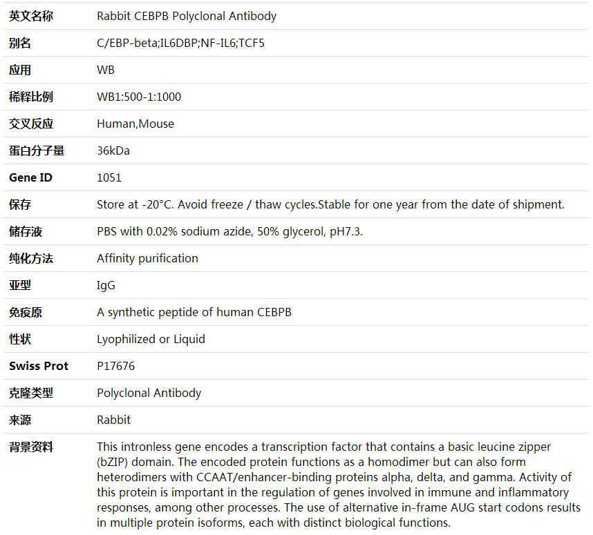 Anti-CEBPB Polyclonal Antibody,索莱宝,K001738P-100ul
