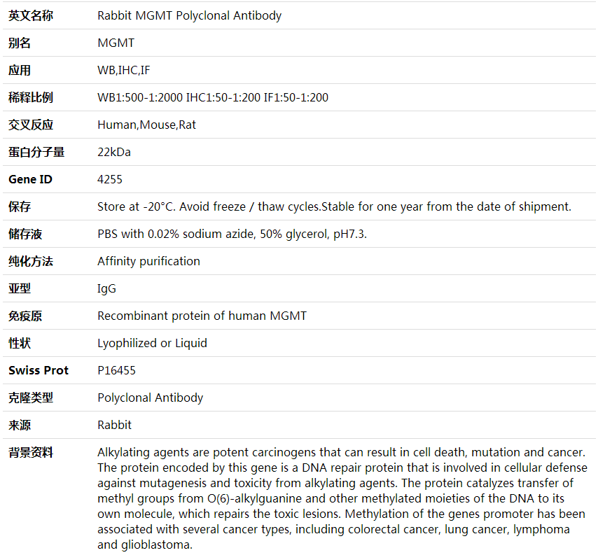 Anti-MGMT Polyclonal Antibody,索莱宝,K001729P-100ul