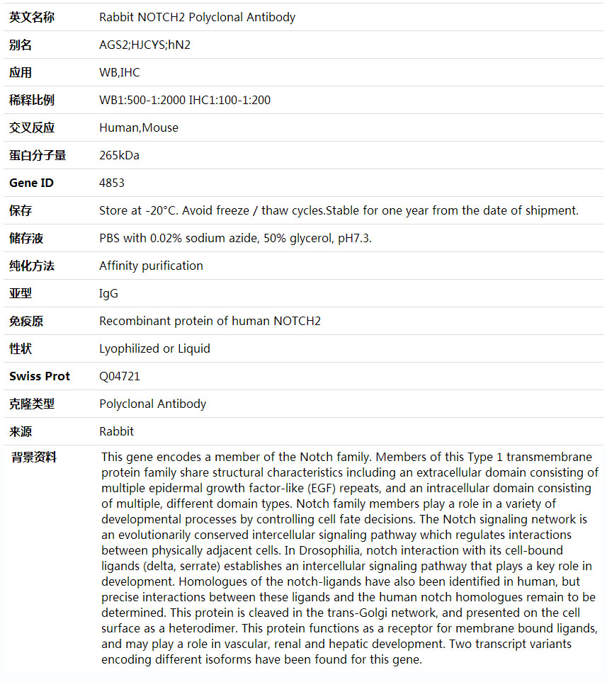 Anti-NOTCH2 Polyclonal Antibody,索莱宝,K001703P-100ul