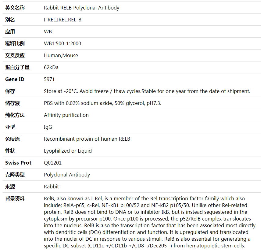 Anti-RELB Polyclonal Antibody,索莱宝,K001693P-100ul