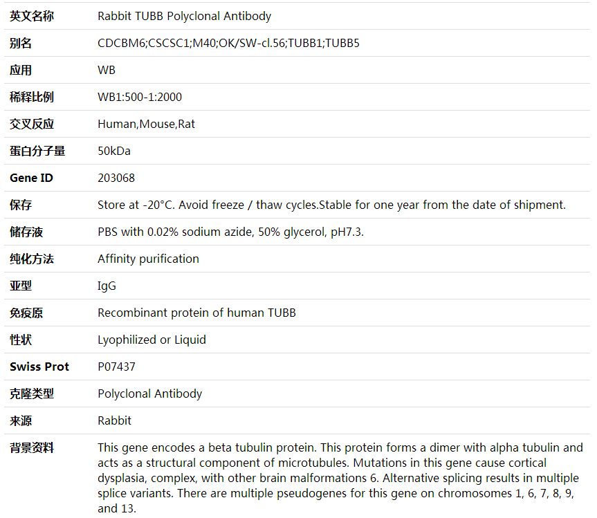 Anti-TUBB Polyclonal Antibody,索莱宝,K001689P-100ul
