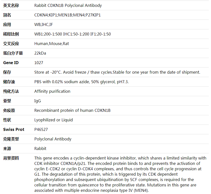 Anti-CDKN1B Polyclonal Antibody,索莱宝,K001665P-100ul