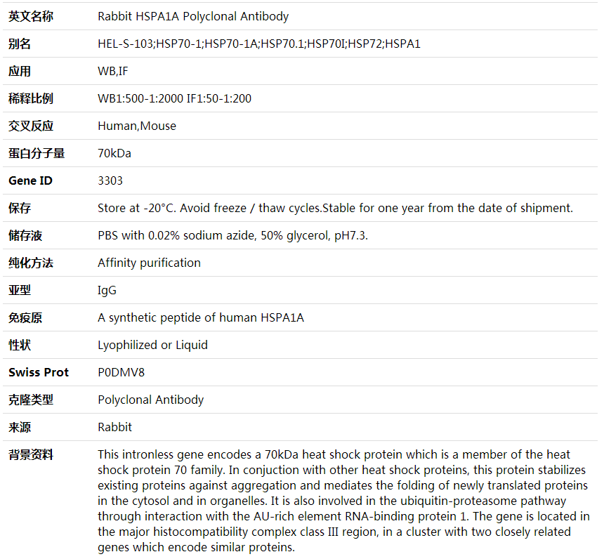 Anti-HSPA1A Polyclonal Antibody,索莱宝,K001659P-100ul
