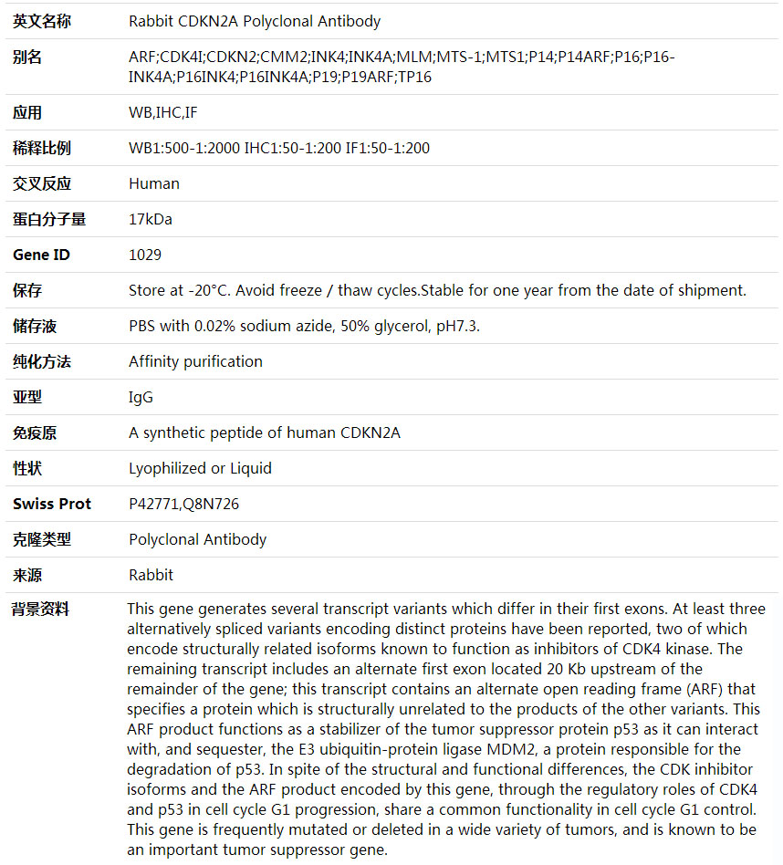 Anti-CDKN2A Polyclonal Antibody,索莱宝,K001640P-50ul