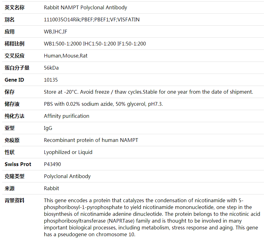 Anti-NAMPT Polyclonal Antibody,索莱宝,K001634P-50ul