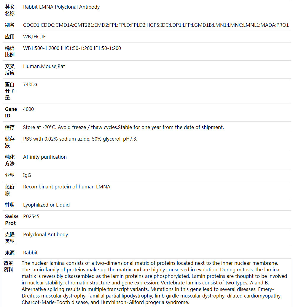 Anti-LMNA Polyclonal Antibody,索莱宝,K001627P-100ul