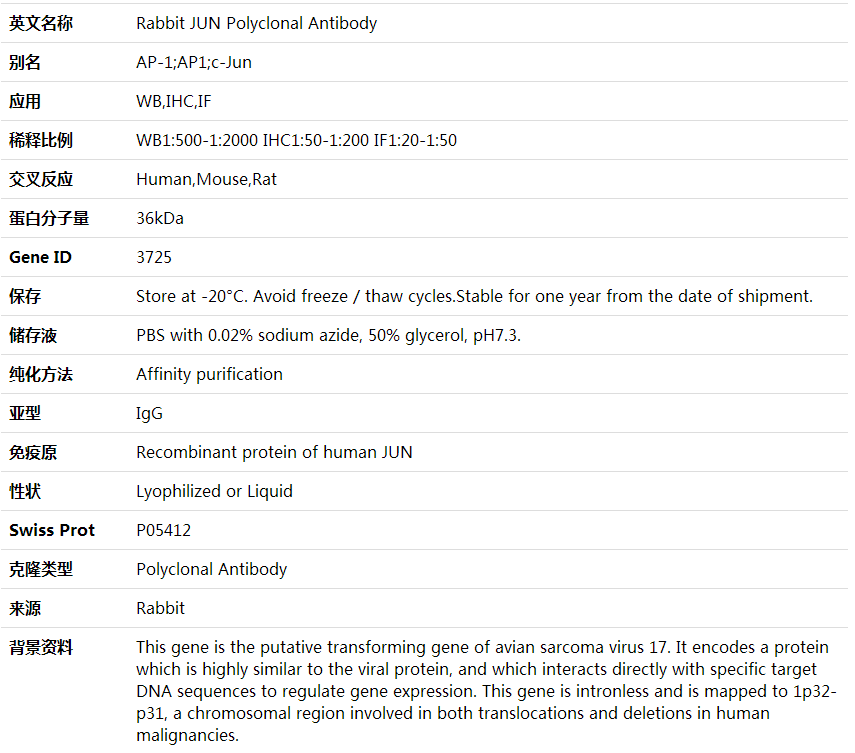 Anti-JUN Polyclonal Antibody,索莱宝,K001624P-100ul