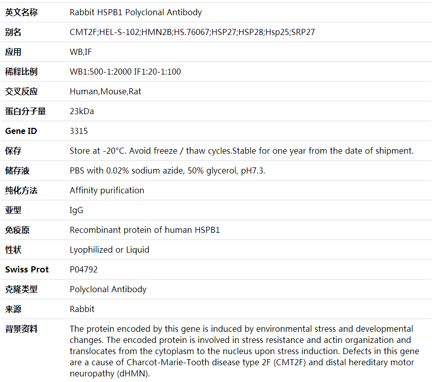 Anti-HSPB1 Polyclonal Antibody,索莱宝,K001619P-100ul