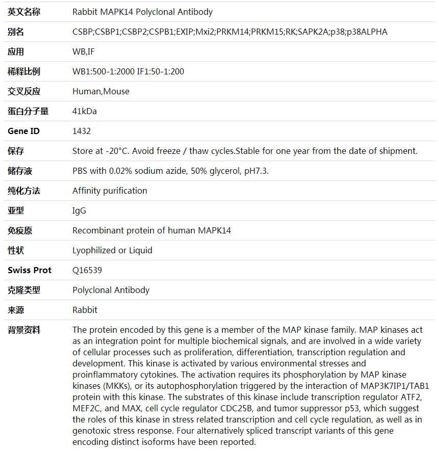 Anti-MAPK14 Polyclonal Antibody,索莱宝,K001610P-30ul