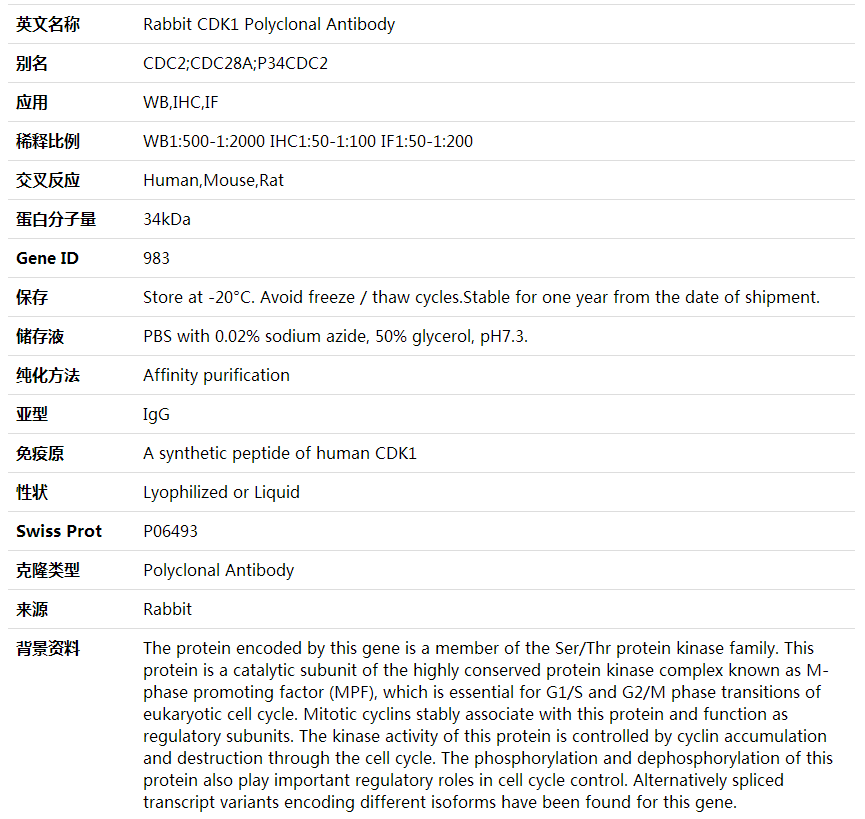 Anti-CDK1 Polyclonal Antibody,索莱宝,K001605P-30ul