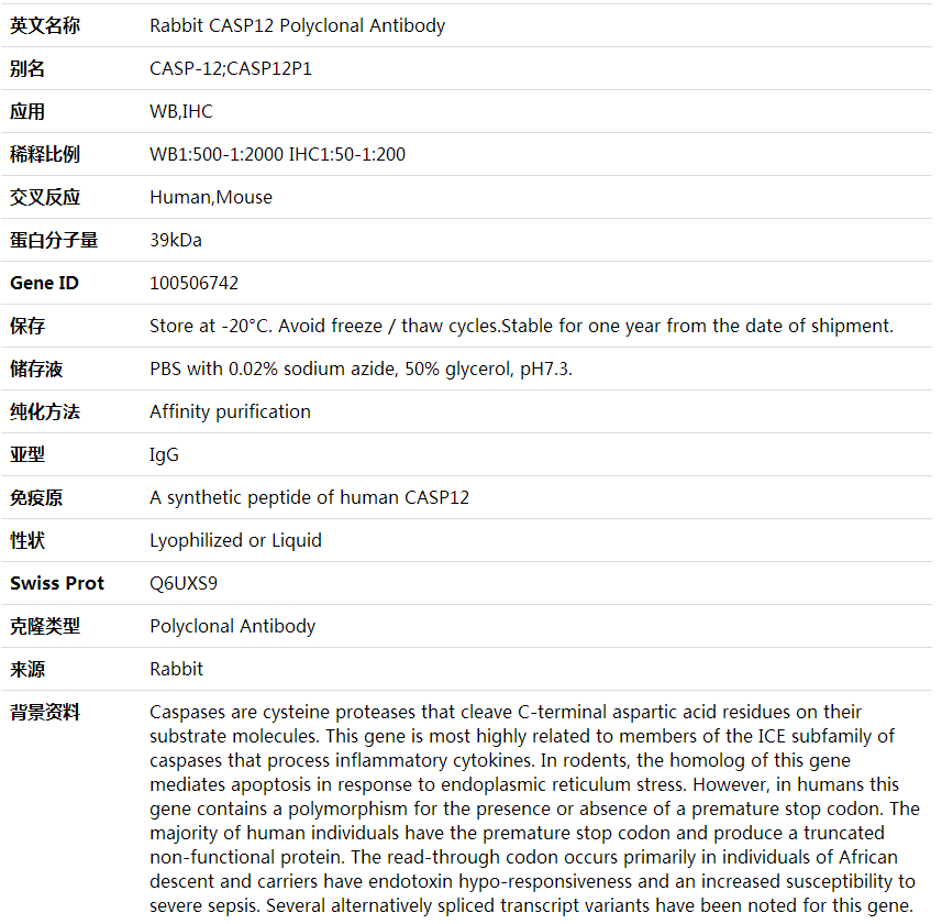 Anti-CASP12 Polyclonal Antibody,索莱宝,K001602P-50ul