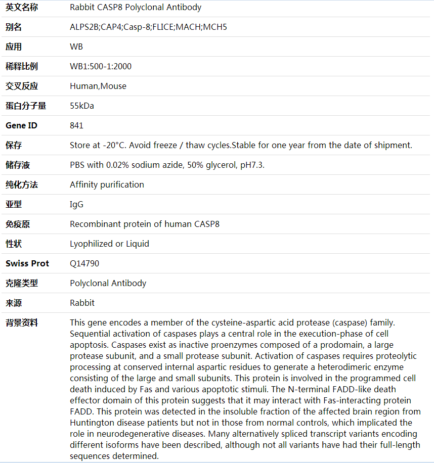 Anti-CASP8 Polyclonal Antibody,索莱宝,K001600P-50ul