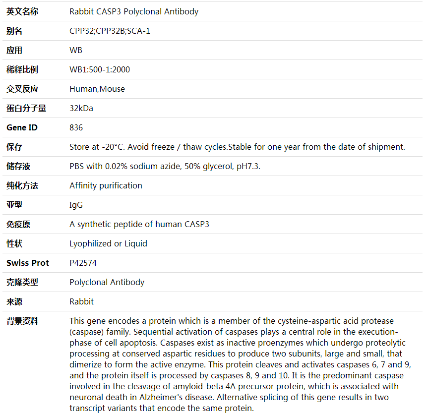 Anti-CASP3 Polyclonal Antibody,索莱宝,K001599P-50ul