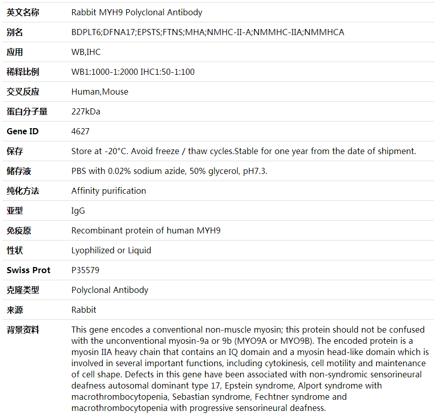 Anti-MYH9 Polyclonal Antibody,索莱宝,K001583P-100ul