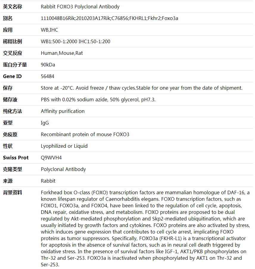 Anti-FOXO3 Polyclonal Antibody,索莱宝,K001577P-50ul
