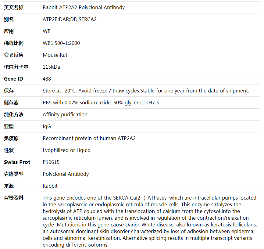 Anti-ATP2A2 Polyclonal Antibody,索莱宝,K001576P-100ul