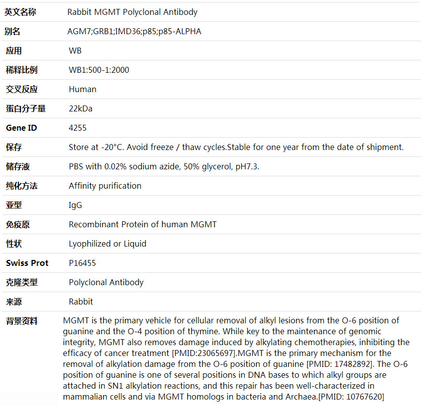 Anti-MGMT Polyclonal Antibody,索莱宝,K001569P-100ul