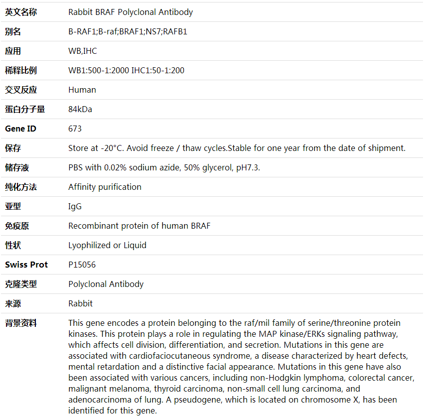 Anti-BRAF Polyclonal Antibody,索莱宝,K001567P-100ul