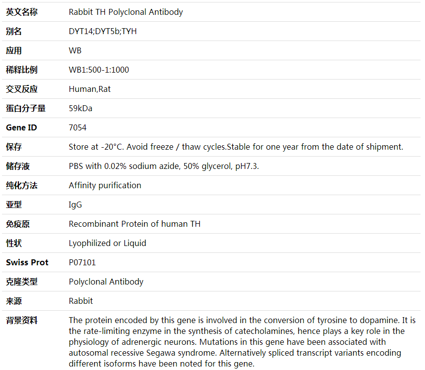 Anti-TH Polyclonal Antibody,索莱宝,K001566P-100ul