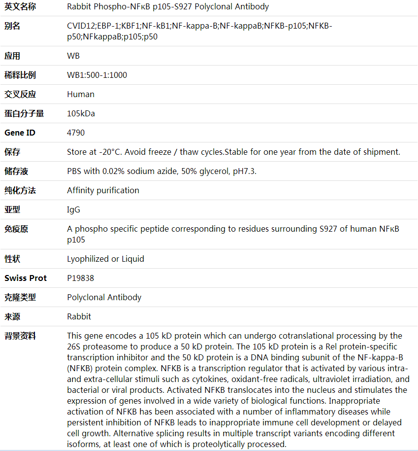 Anti-Phospho-NFκB p105-S927 Polyclonal Antibody,索莱宝,K001560P-100ul