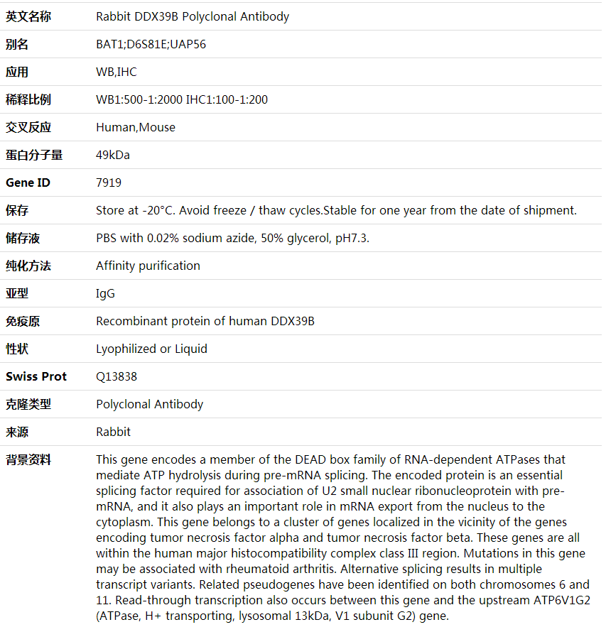 Anti-DDX39B Polyclonal Antibody,索莱宝,K000460P-100ul